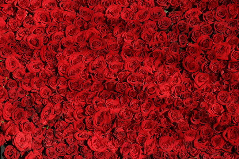 满屏红玫瑰花