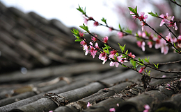 屋顶桃花