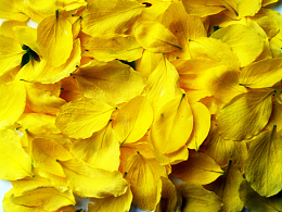 黄色决明子花