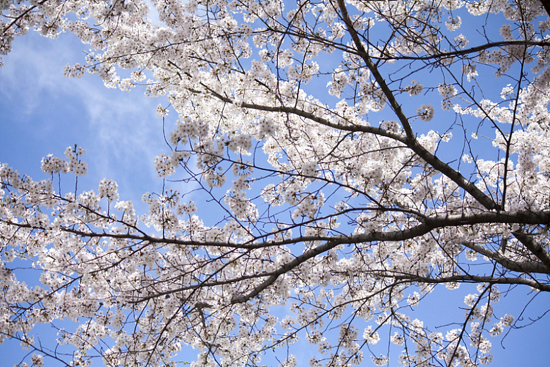 春日樱花树