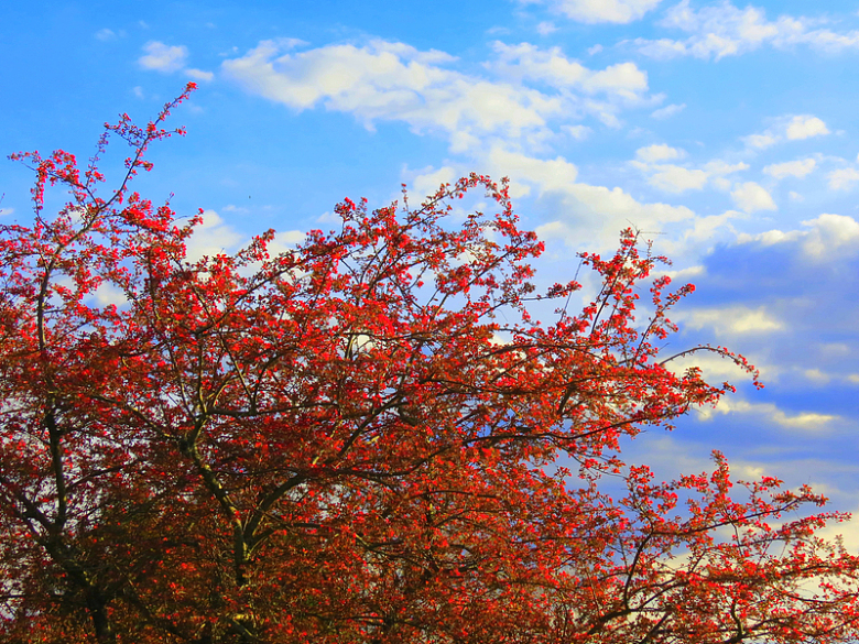 红色樱花树