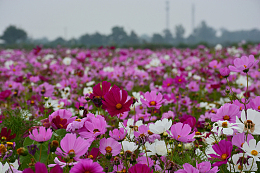 格桑花花海
