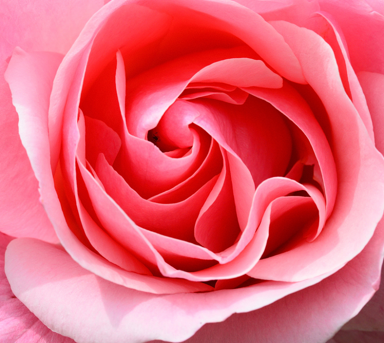 粉嫩玫瑰花
