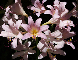 粉红色百合花