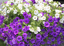 两色矮牵牛花
