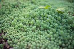 绿色多肉植物