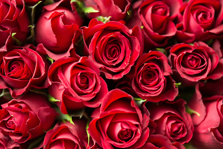 爱情红色玫瑰花