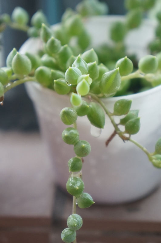 小清新盆栽植物