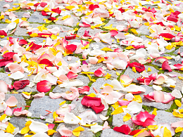 玫瑰花瓣