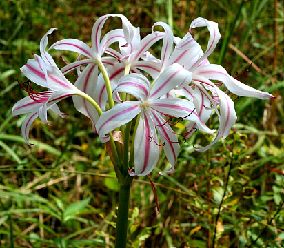 植物百合花