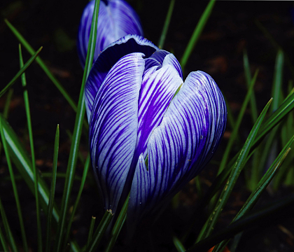 藏红花高清