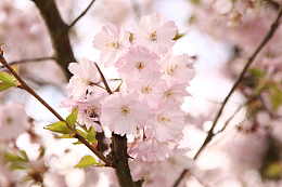 观赏樱花