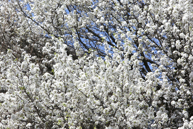 白色的樱花树
