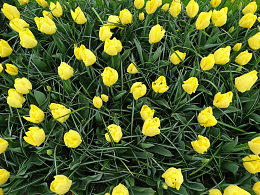 黄色郁金香花