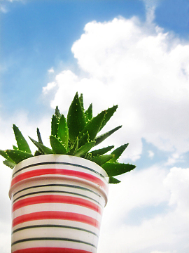 蓝天白云芦荟盆栽