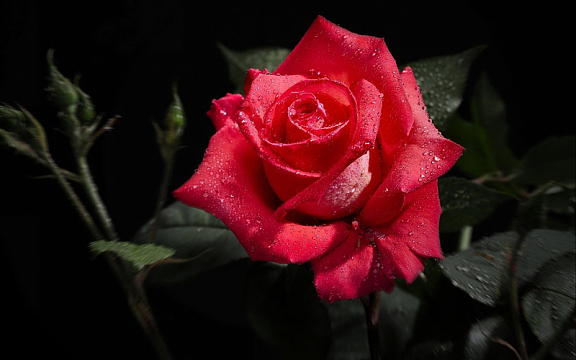 精美玫瑰花
