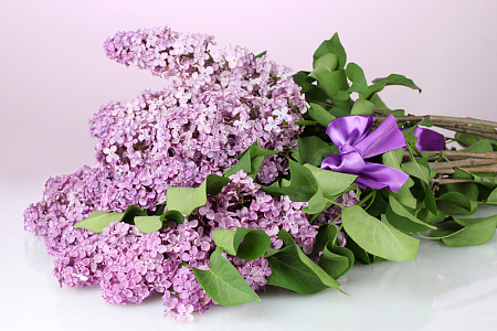 一束丁香花
