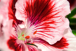 天竺葵花瓣
