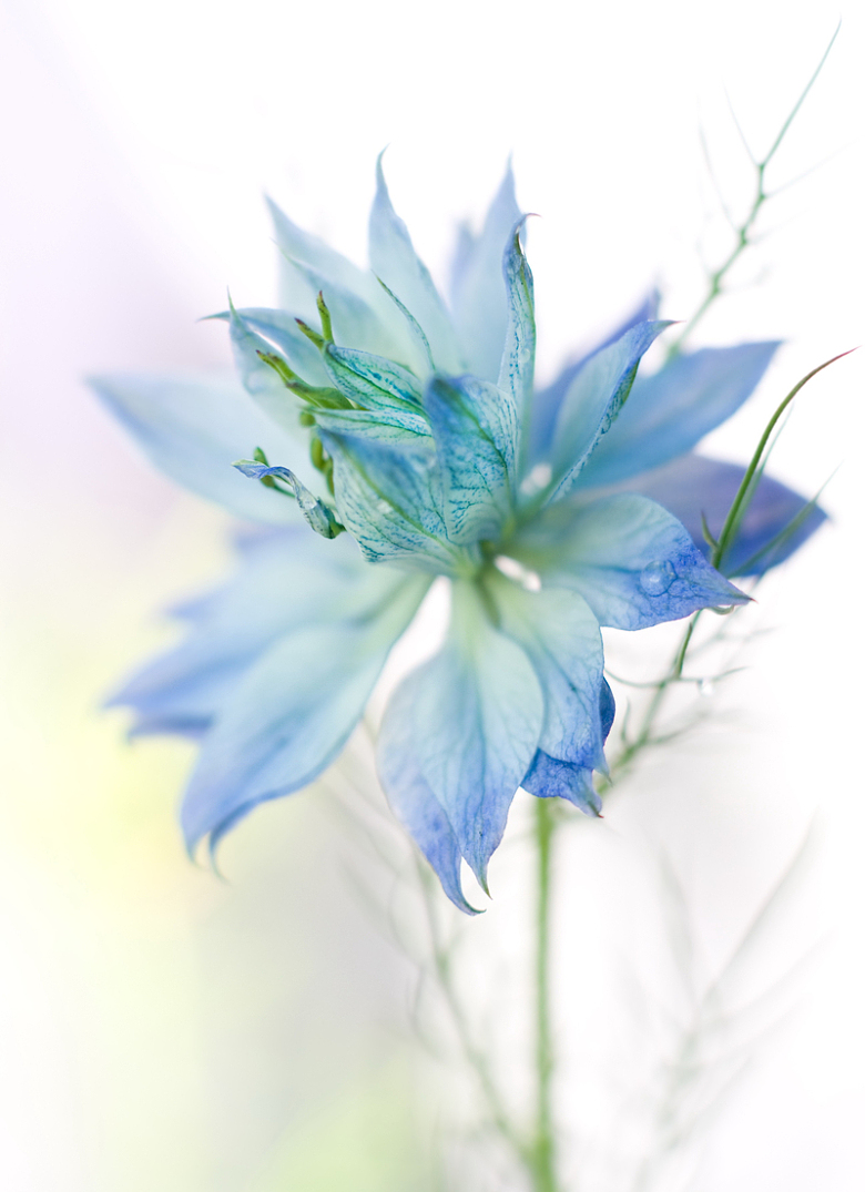 蓝色淡雅花朵