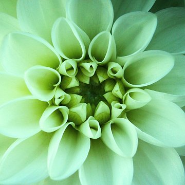 白色大丽花
