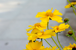 黄色金鸡菊