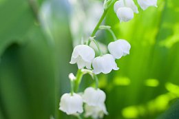 风铃花高清