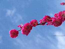 春天梅花