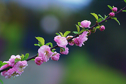 杏仁花