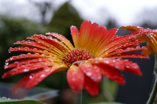 非洲菊