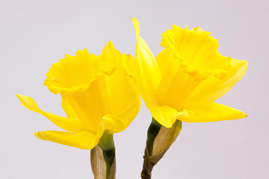 黄色水仙花瓣
