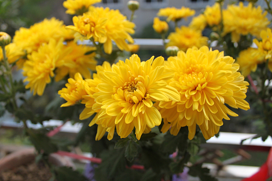 金黄色秋菊花