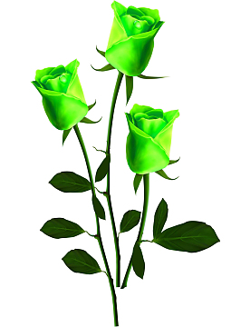 绿色玫瑰花