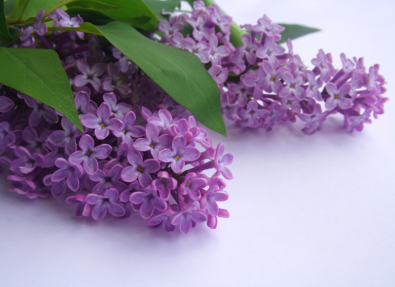 紫色薰衣草花穗