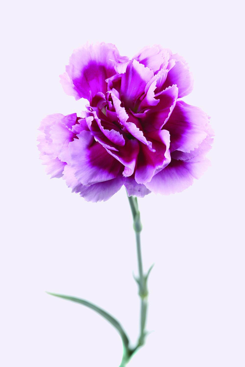 紫色康乃馨
