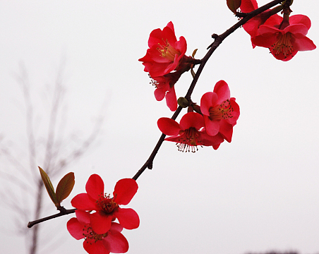 红色桃花