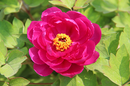 牡丹花开