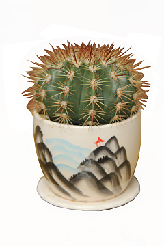 仙人球