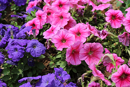 牵牛花