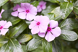 长春花高清