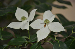 四照花盛开