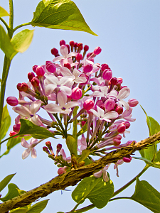 丁香花高清