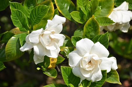 栀子花素材