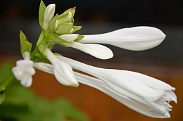 玉春棒白鹤花