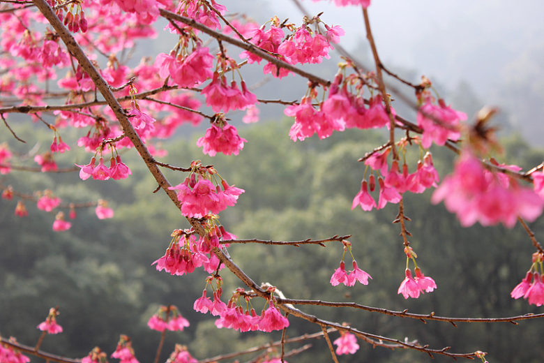 森林公园山樱花