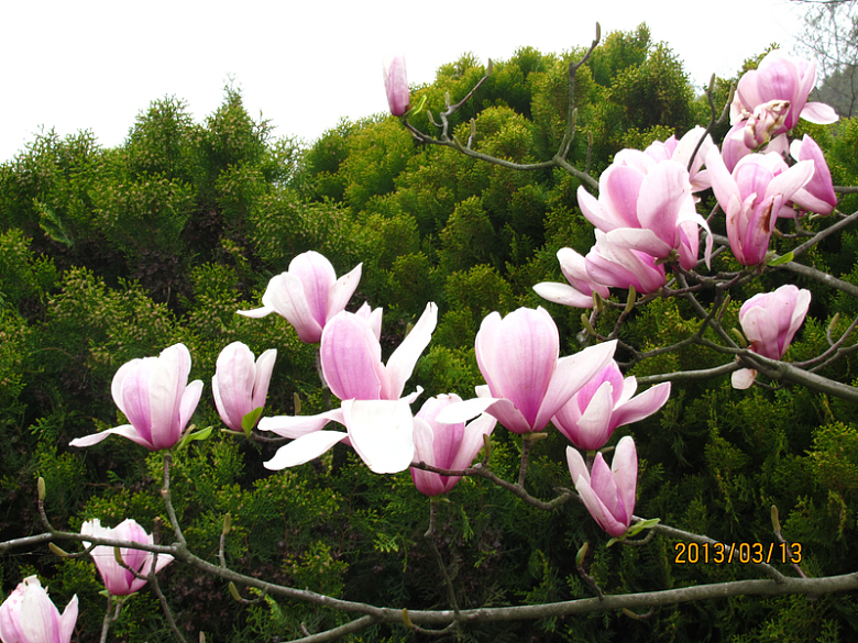 粉色木兰花