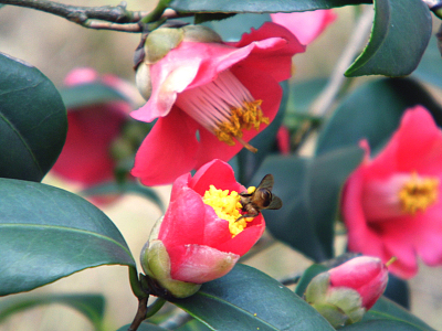 艳丽山茶花高清