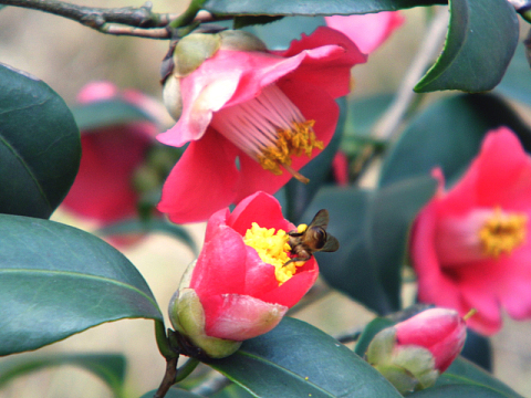 艳丽山茶花高清