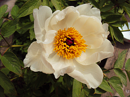 芍药花