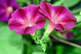牵牛花高清