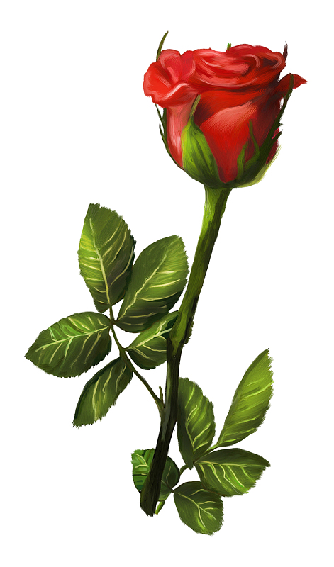 玫瑰花彩绘